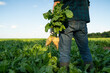 © Leonid - Man farmer agronomist with root sugar beet on agri field, rear close up view. Growing plants, and control crop. Working on farm, planning harvesting, farming