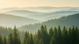 copas de abetos en una mañana brumosa.
 maravilloso fondo natural con luz solar entrando a través de la niebla.
 atmósfera luminosa y soleada