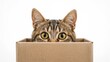 © Lasvu - A cat's face with wide eyes peeking out from a cardboard box.