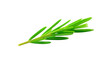 © Prichachai - Fresh rosemary sprig isolated on transparency background, vibrant green color, aromatic herb used in cooking, Mediterranean cuisine, healthy ingredient, natural and organic