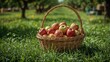 © Lasvu - A basket of apples placed on grass in an outdoor setting.