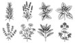© 4Max - Herb sketch collection: hand drawn botanical illustrations of rosemary, lavender, and mint