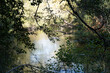 © DAUZATS - Courant du Huchet Caché par la Verdure