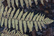© DAUZATS - Macro de Fougère Polysticum Setiferum au Courant du Huchet Caché