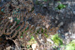 © DAUZATS - Macro de Fougère au Courant du Huchet Caché