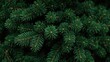 © Sona - Dense green pine tree branches with needle leaves, close-up of evergreen foliage.