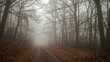 © Sona - A foggy forest pathway with trees on both sides and fallen leaves covering the ground.
