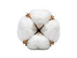 © Supardi - Cotton plant white fluffy boll isolated bright white background