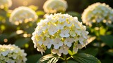 Sunlit white hydrangea blooms in garden