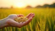 © Maryna - Human hand holds ripe grain seeds in golden sunset light. Blurred yellow field of wheat or barley crops grows tall. Warm sunrise illuminates rural farmland. Harvest time begins.