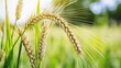 © Asgar - Golden Wheat Ears Bending in Sunlight Agriculture Field CloseUp.
