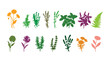 © Visualvibe - Set of vector colored illustrations showcasing herbs, plants, and flowers. Hand-drawn graphic sketches tailored for your design.