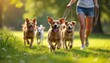 © Vadym - Woman walks with happy dogs pack on green grass lawn. Puppies run play together in park outdoors. Owner with pets spends time outdoor at summer day.