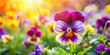 © Roman - Vibrant pansies bloom under the warm sunlight in a colorful garden during spring
