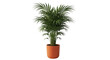 © Friedrich - Isolated decorative areca palm plant in a pot for indoor design, on neutral background