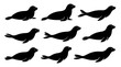 © top dog - Seal silhouettes in various calm swimming and resting poses. Each shape shows natural movement with smooth minimal forms. The silhouettes are created with clean lines showing the high quality