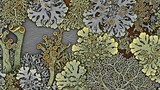 Intricate patterns of lichen growth on a textured surface, showcasing natures artistry.