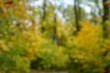 © Станислав  - Blurred background. Leaves of trees in the autumn forest.