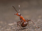 Zu sehen sie eine Nahaufnahme einer roten Waldameise. Mit aufgerichteten Fühlern sitzt sie in Verteidigungshaltung auf ihrem Hinterleib.