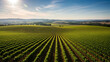 © Lumora Studio - Aerial view of a vast vineyard under a bright blue sky, rows of grapevines.