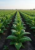 Large green tobacco plants growing robustly in long agricultural rows under bright summer sunlight on fertile farming land awaiting the season's harvest ,nature ,rows ,fertile