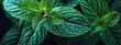 © Irfan - Natural Mint Leaf Texture with Veins