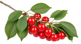 Isolated branch of shiny ripe sweet cherries with leaves, vivid red, fruit, fresh
