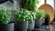 © Aisha - mature hand watering herbs on kitchen counter