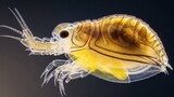 A translucent, yellow and brown crustacean with segmented body and appendages, swimming in water.