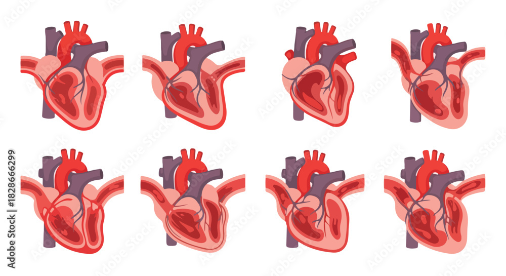 Human heart anatomy diagram in multiple views Stock Vector | Adobe Stock
