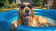 © mila103 - A golden retriever relaxes in a blue inflatable pool on a sunny day. The dog wears stylish sunglasses and has a happy expression. Colorful landscaping surrounds the area.