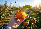 Hand Picking Fresh Ripe Persimmon Fruit with Water Drops in Sunny Orchard