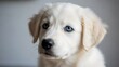 © Salman - “Unique portrait of puppy with one blue eye, high detail fur, soft neutral lighting, adorable expression, premium pet stock image.”