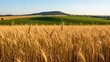 © Anas - Golden wheat field swaying gently in the breeze under a clear blue sky, a scene of idyllic rural beauty and agricultural abundance perfect for harvest season promotions