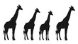 © ellisa_studio - Silhouette of graceful giraffes standing tall against a clean white backdrop African wildlife