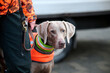 © Duvekot Fotografie - portrait of a hunting weimaraner