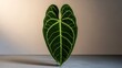 © Studio VIP - Anthurium Warocqueanum Queen leaf upright on stone slab with soft top daylight, botanical studio photography for premium plant collectors and modern interior branding