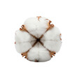 © hazim - Cotton plant white fluffy boll isolated bright white background