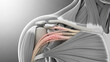 © Ahmad - Anatomical view of shoulder joint showing supraspinatus subscapularis and teres minor muscles in detail