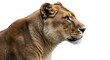 © DiegoAugusto - Elegant Lioness Profile with a Dignified and Serene Gaze on a White Background
