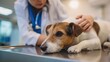 © Yulia - Dog At Veterinarian Exam On Table With Caring Vet And Stethoscope