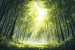 © Alberto Gonzalez  - Magical atmosphere created by bright sunlight streaming through lush green forest trees