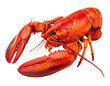 © lisa - A bright red, cooked lobster sits diagonally with visible claws and antennae against a transparent background