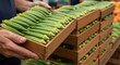 © Lightora - Person holding wooden crate with fresh green okra harvest