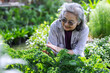 © kamonrat - A senior woman gently cares for lush kale in a vibrant garden, smiling as she inspects the healthy leaves. The scene reflects mindful gardening, fresh produce.