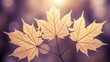 © 培 余 - Golden maple leaves backlit by sunlight in autumn