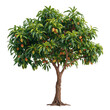 © olegganko - Mango Tree With Ripe Fruit in a Sunny Garden Setting During Late Summer