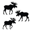 © ImageForAll - Impressive moose silhouette walking confidently across minimal bright white background