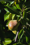 pears on tree