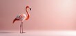 © Pete - Pink flamingo bird stands elegantly against soft pastel background. Features vibrant plumage slender legs. Minimal studio shot for creative projects.